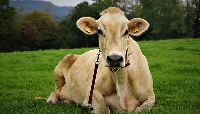 Dans quels cas peut-on se plaindre de nuisances d’animaux à la campagne?