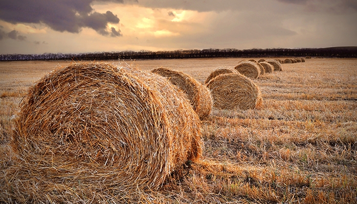 Cotisations sociales des exploitants agricoles : du nouveau !